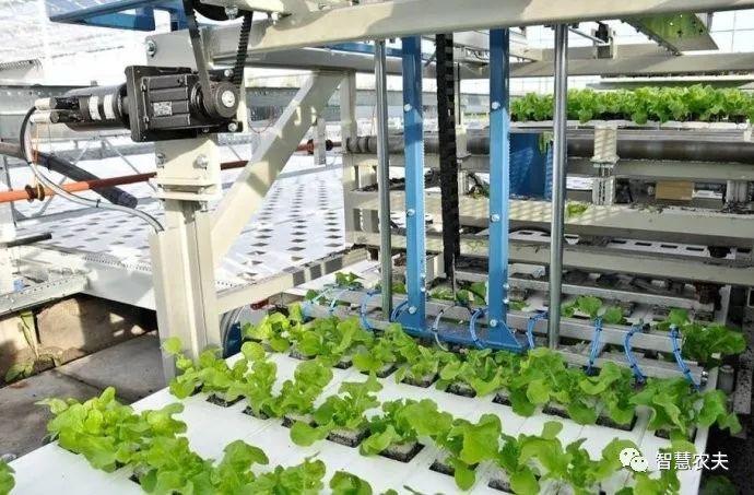不可思议的智能蔬菜工厂!产量提升100倍,管理更方便,投工更少!